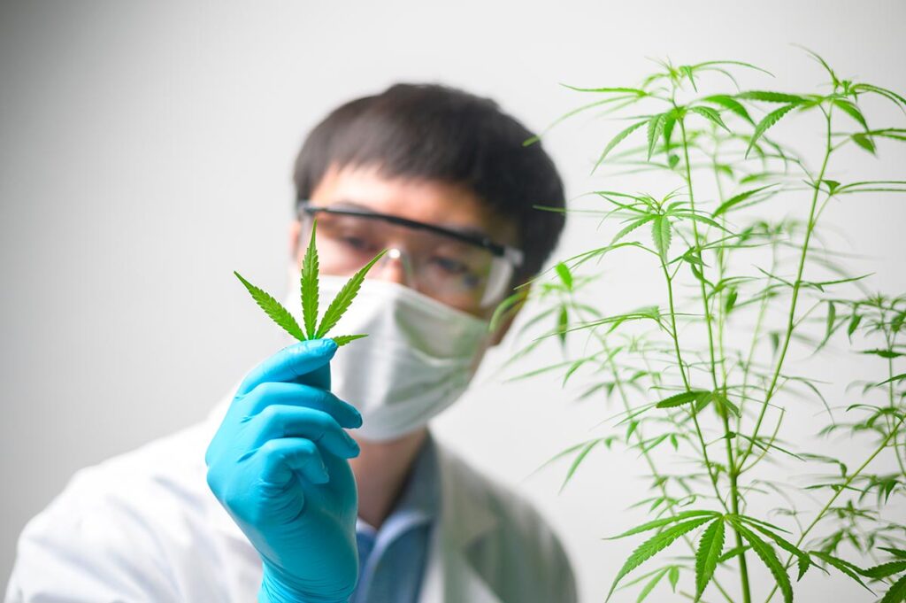 Cannabis Indica Et Sativa