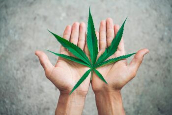 Cannabis Indica Et Sativa Differences