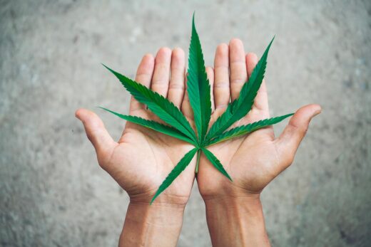 Cannabis Indica Et Sativa Differences