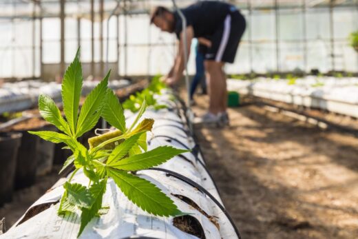 Culture Greenhouse Cbd