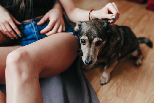 Bienfaits Cbd Chien